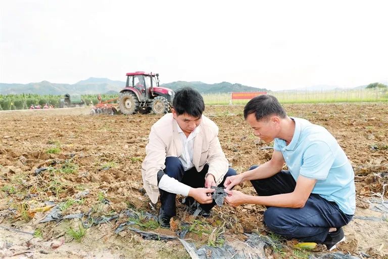 海南三亚建设地膜秸秆吊绳一体化还田示范基地