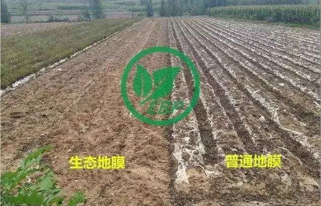 宁波消息：推广生物降解地膜势在必行