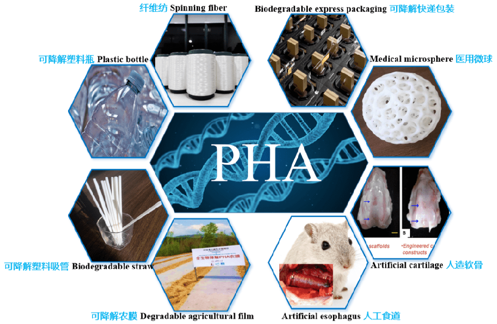 生物降解塑料PHA的特性与应用方向一览